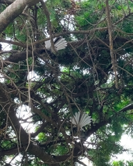 Rhipidura fuliginosa