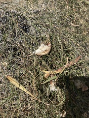 Funastrum heterophyllum