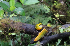 Tangara icterocephala