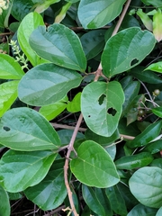 Amphilophium elongatum