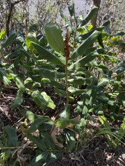 Hedychium