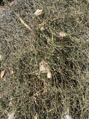 Funastrum heterophyllum