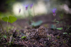 Morchella snyderi