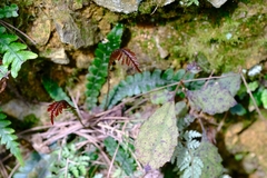 Blechnum membranaceum