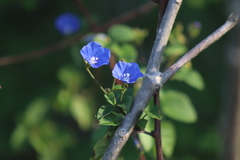 Jacquemontia pentanthos