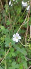 Geranium potentilloides