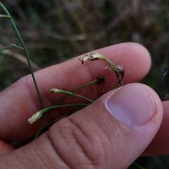 Symphyotrichum subulatum elongatum