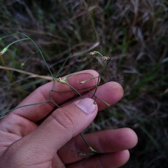 Symphyotrichum subulatum elongatum