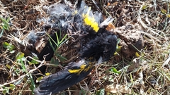 Cacicus chrysopterus