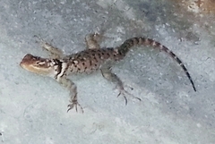 Sceloporus cyanogenys