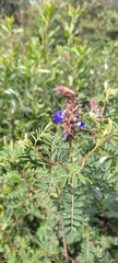 Dalea coerulea