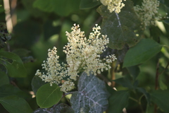 Neomillspaughia emarginata