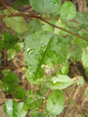 Stigmella hoheriae