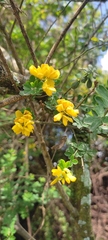 Genista monspessulana