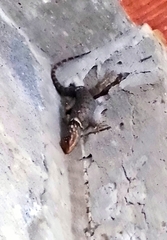 Sceloporus cyanogenys