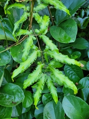 Lygodium volubile