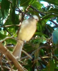 Tyrannidae