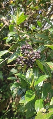 Miconia crocea