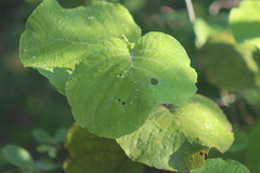 Neomillspaughia emarginata