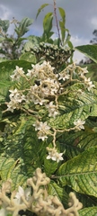 Solanum venosum