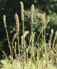 Pterocaulon virgatum