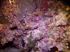 Entacmaea quadricolor