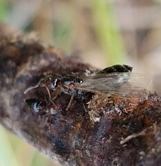 Crematogaster parapilosa