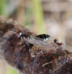 Crematogaster parapilosa