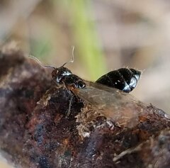 Crematogaster parapilosa