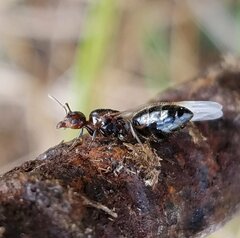 Crematogaster parapilosa