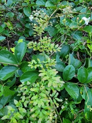 Lygodium volubile