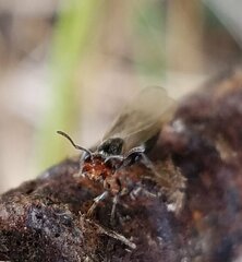 Crematogaster parapilosa