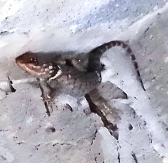Sceloporus cyanogenys
