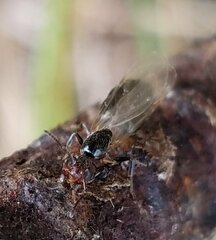 Crematogaster parapilosa