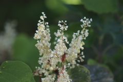 Neomillspaughia emarginata