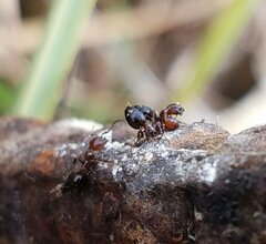 Crematogaster parapilosa