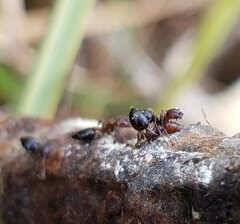 Crematogaster parapilosa