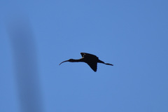 Plegadis chihi