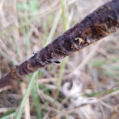 Crematogaster parapilosa