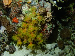 Tubastraea