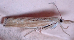 Pediasia dorsipunctellus