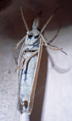 Pediasia dorsipunctellus