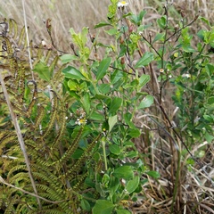 Baccharis glomeruliflora