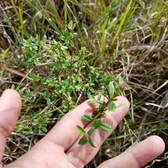 Spermacoce verticillata