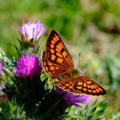 Lycaena salustius