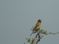 Passerina caerulea