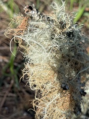 Usnea rubicunda