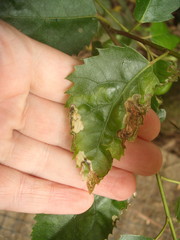 Stigmella hoheriae