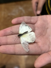 Leptophobia aripa elodia