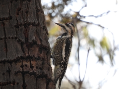 Sphyrapicus varius
